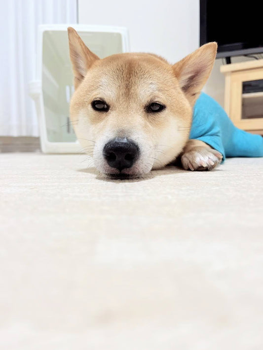 10月は「犬・猫を正しく飼う」強調月間です