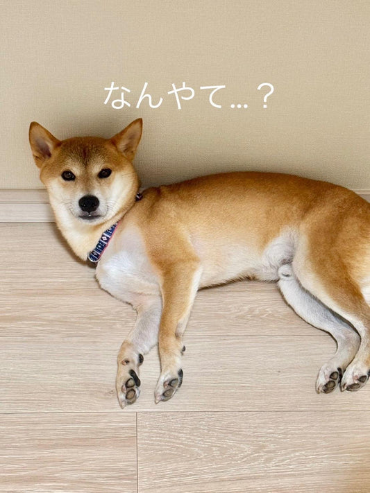 ハルノ店長愛用の【KiaOraドッグフード】は皮膚被毛の健康をサポートします!