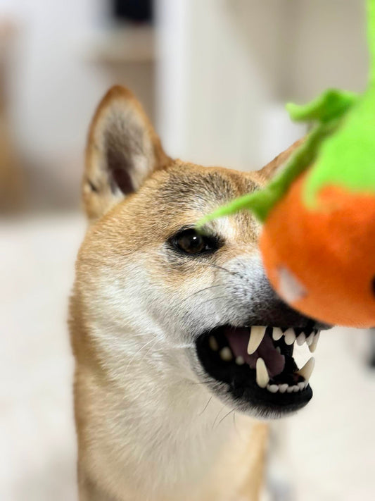夏は暑さ対策だけではない…愛犬の「体の冷え」に注意!