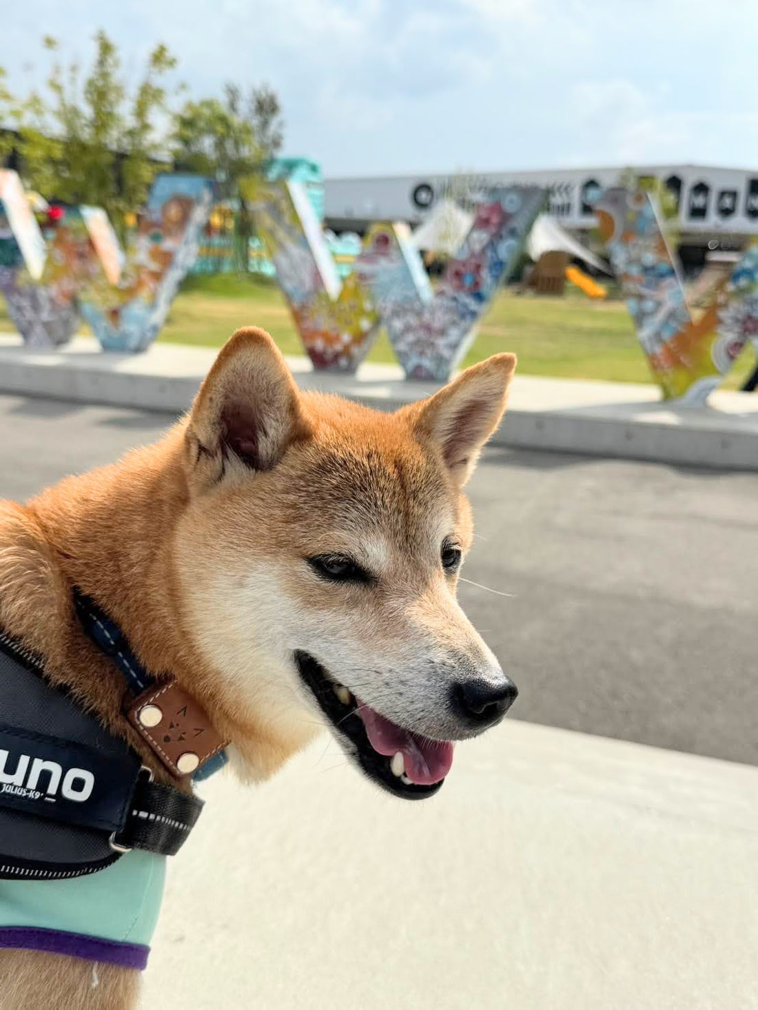 「愛犬と一緒に花火大会を楽しみたい」はNG!花火大会のリスク要因3つ!