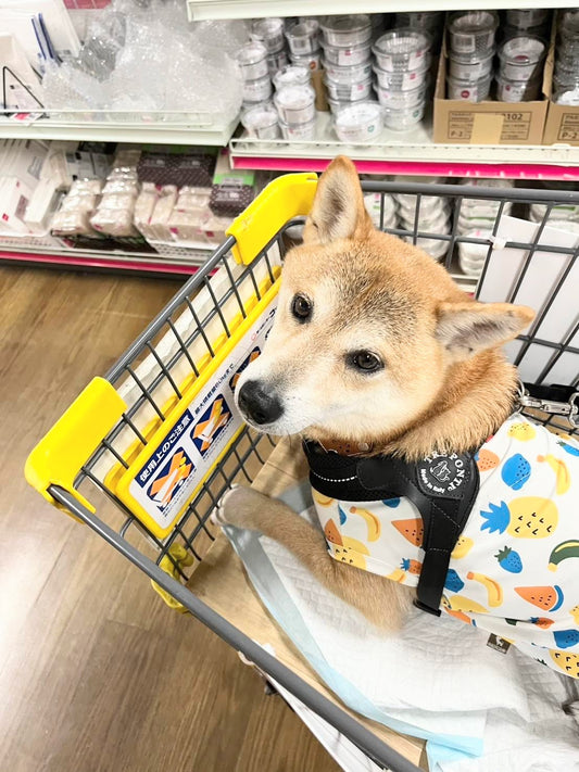 ちょっとの間なら大丈夫?!犬の「つなぎ待たせ」が本当に危険な理由5選!