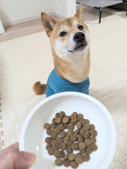 「無添加」ってどんなもの?…愛犬の健康のために知っておきたいポイント( ..)φ…