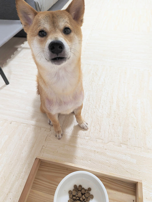 ペット防災!「備え」で愛犬を守りましょう(^^)/