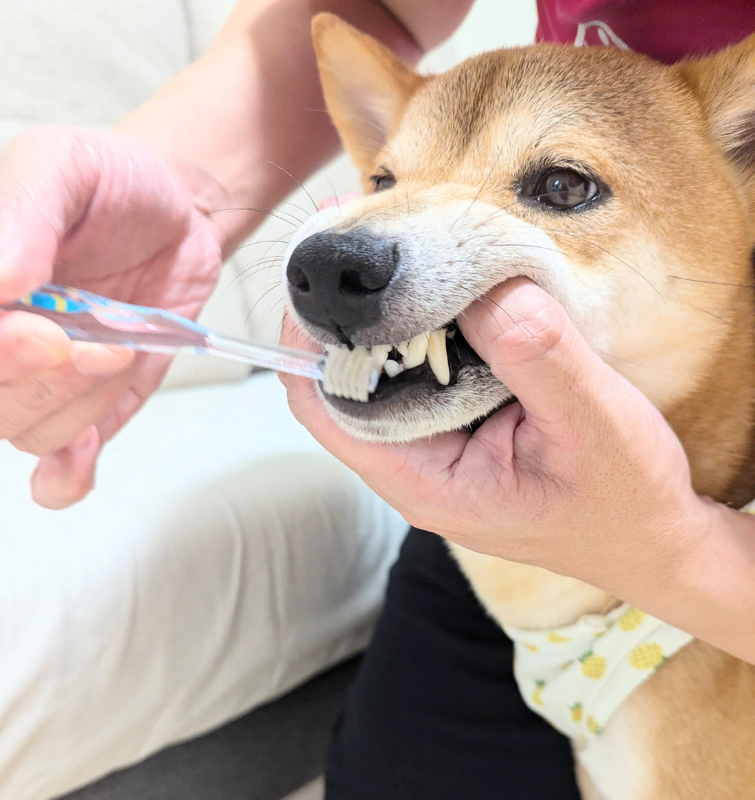 歯磨きで愛犬の健康寿命を延ばす!歯磨き「しない」リスク3選