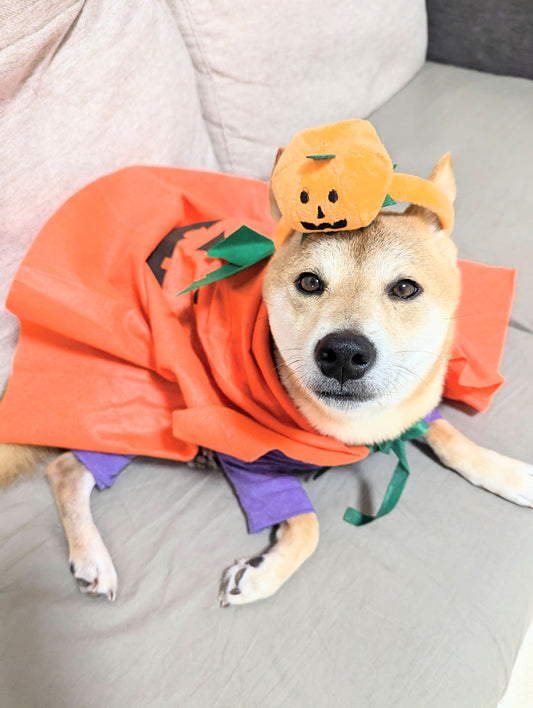「かぼちゃ」のおやつで愛犬と楽しむハロウィン!