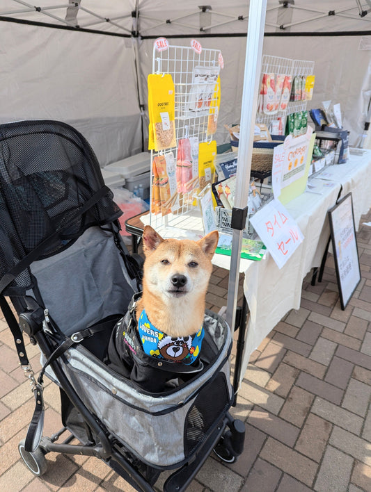 3/9 梅香るマルシェin緑地公園に出店しました!
