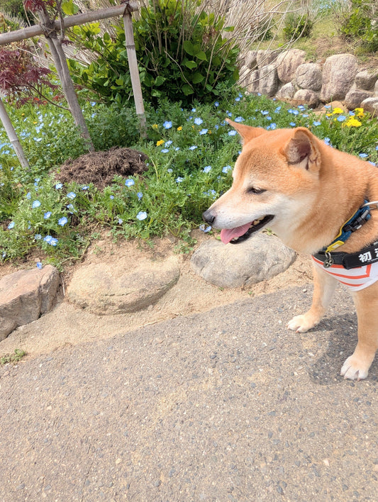 人間にとっての「良い香り」、愛犬にとっては「毒」?!