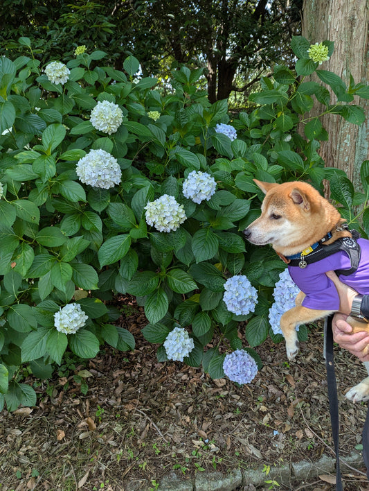 蜻蛉池公園あじさい祭り&ワタワンに行ってきました♪