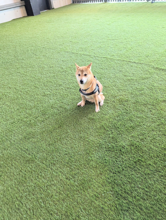 暑い日の運動不足解消!室内でできる遊びのアイデア5選(^^)/