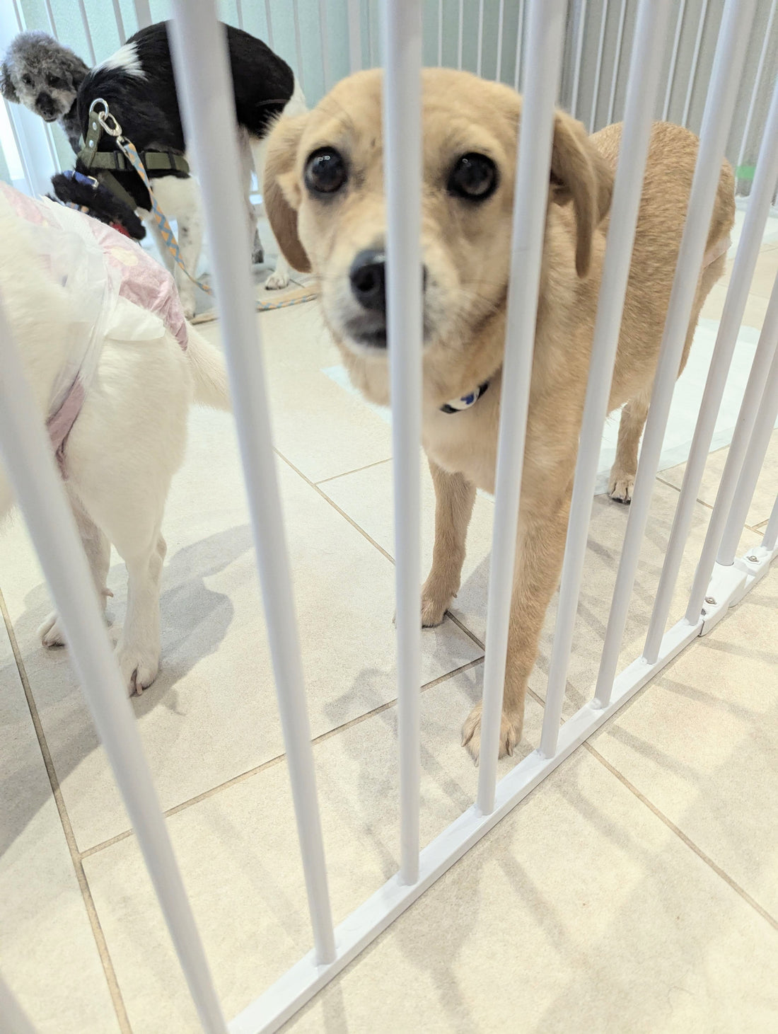 【寄付のご報告】動物保護団体等に寄付致しました(*^_^*)