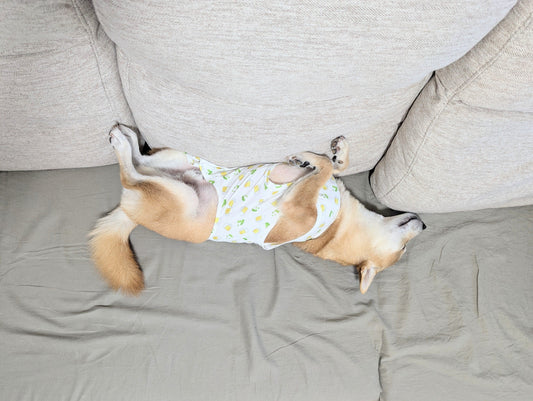 受けていますか?愛犬も人も「定期健康診断」