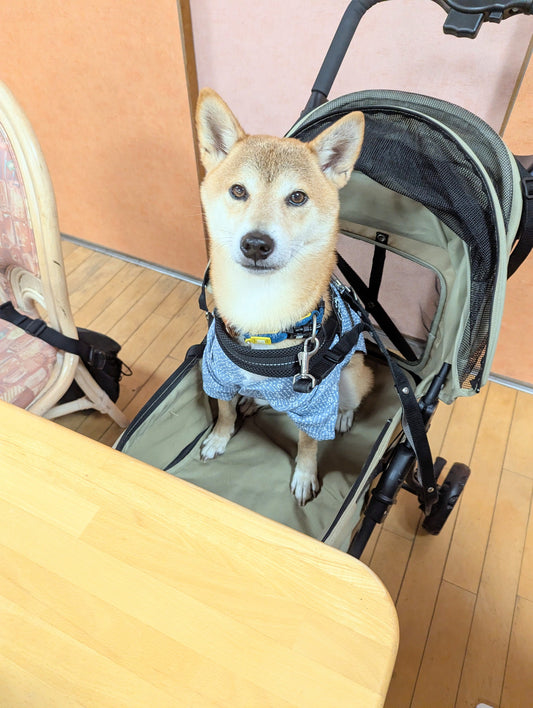 行楽シーズン♪愛犬との旅行の効果や注意点など!(^^)!