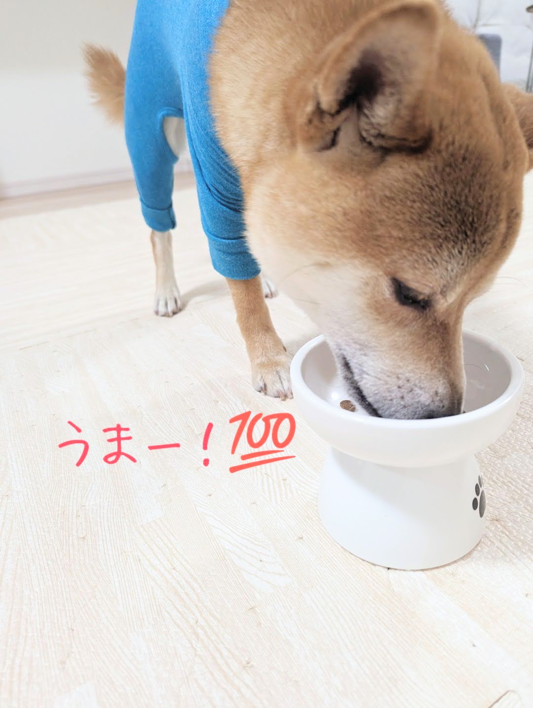 【KiaOra】DOG ラム&レバー(2.5kg)《送料無料》