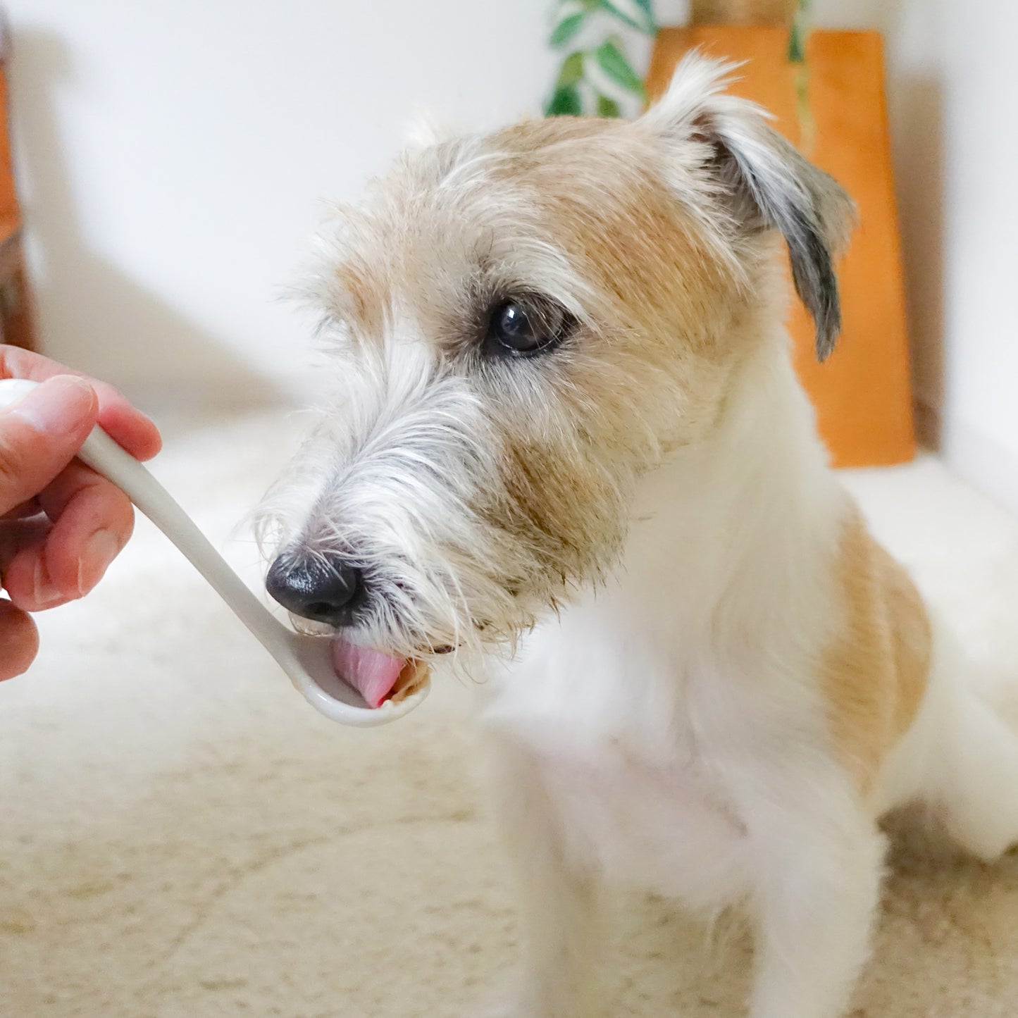 【yum yum yum!】 ふんわりソース仕立て 馬肉(10g×6本)