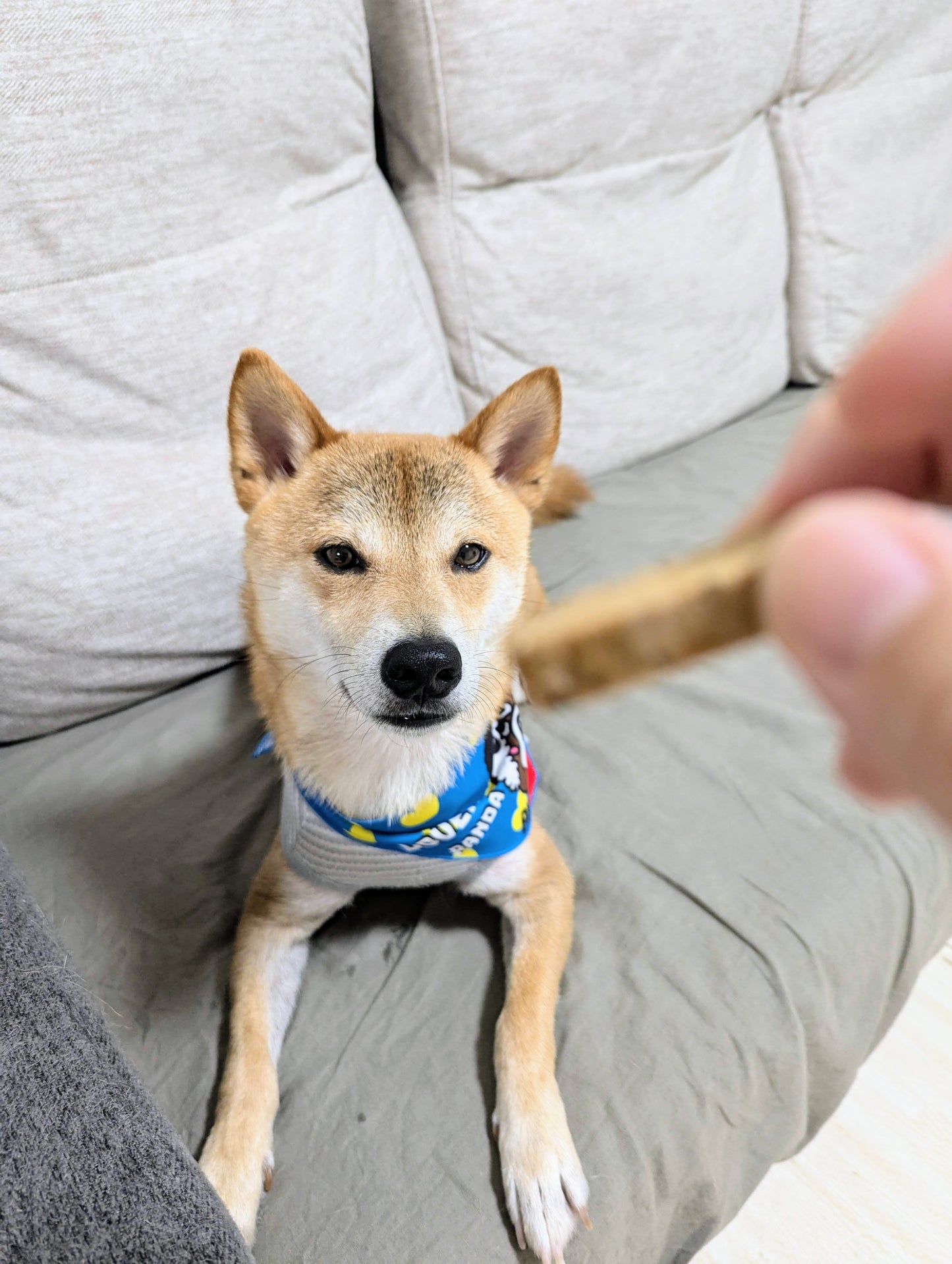 《お買い得・10%OFF対象商品》【きなり】鹿ジャーキー(しっとりやわらかジャーキー鹿肉)(6本入)