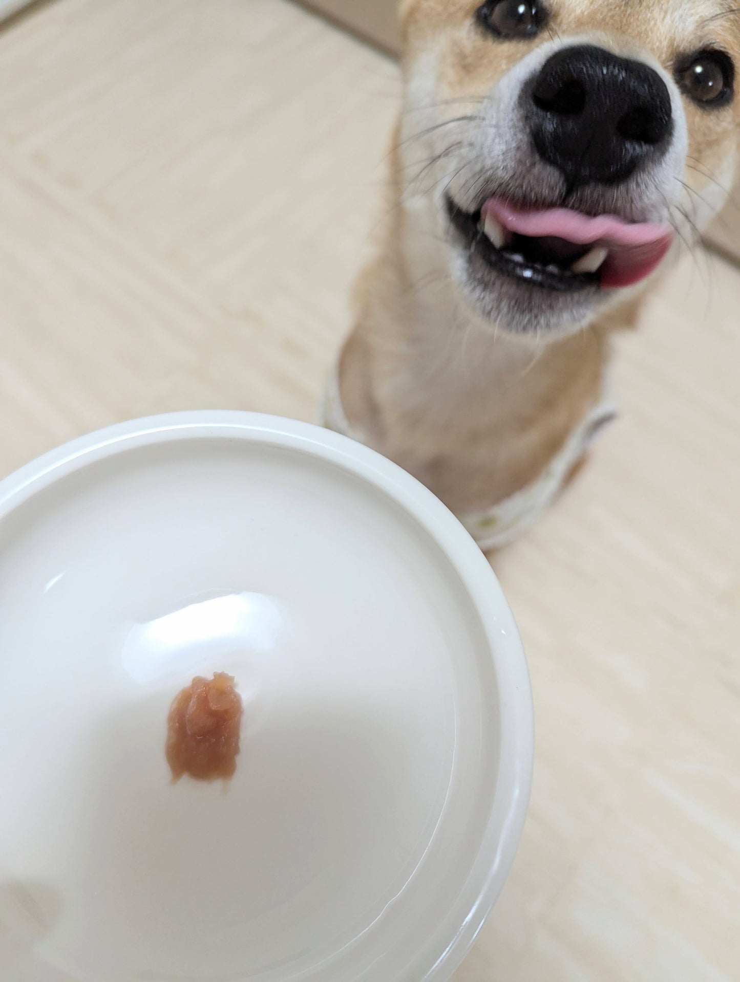 【きなり】りんごゼリー(くちどけやわらかゼリーりんご)(5g×10本)