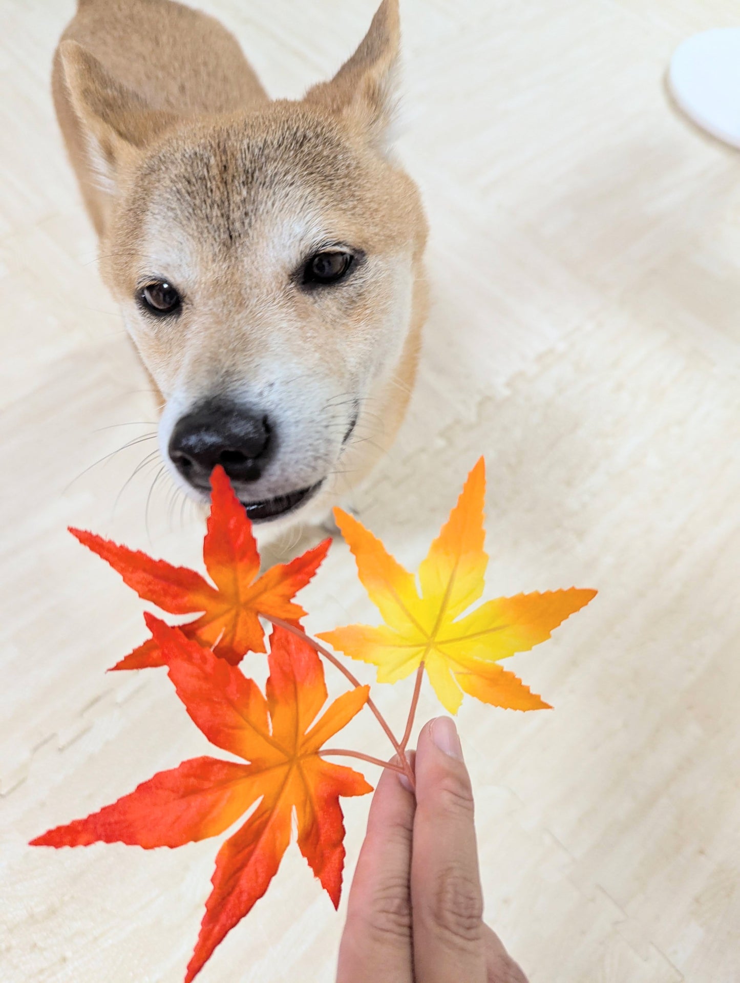 ★季節限定★【Bioliob/ビオリオーブ】イノシシ 秋のごちそう ヘーゼルナッツ和え
