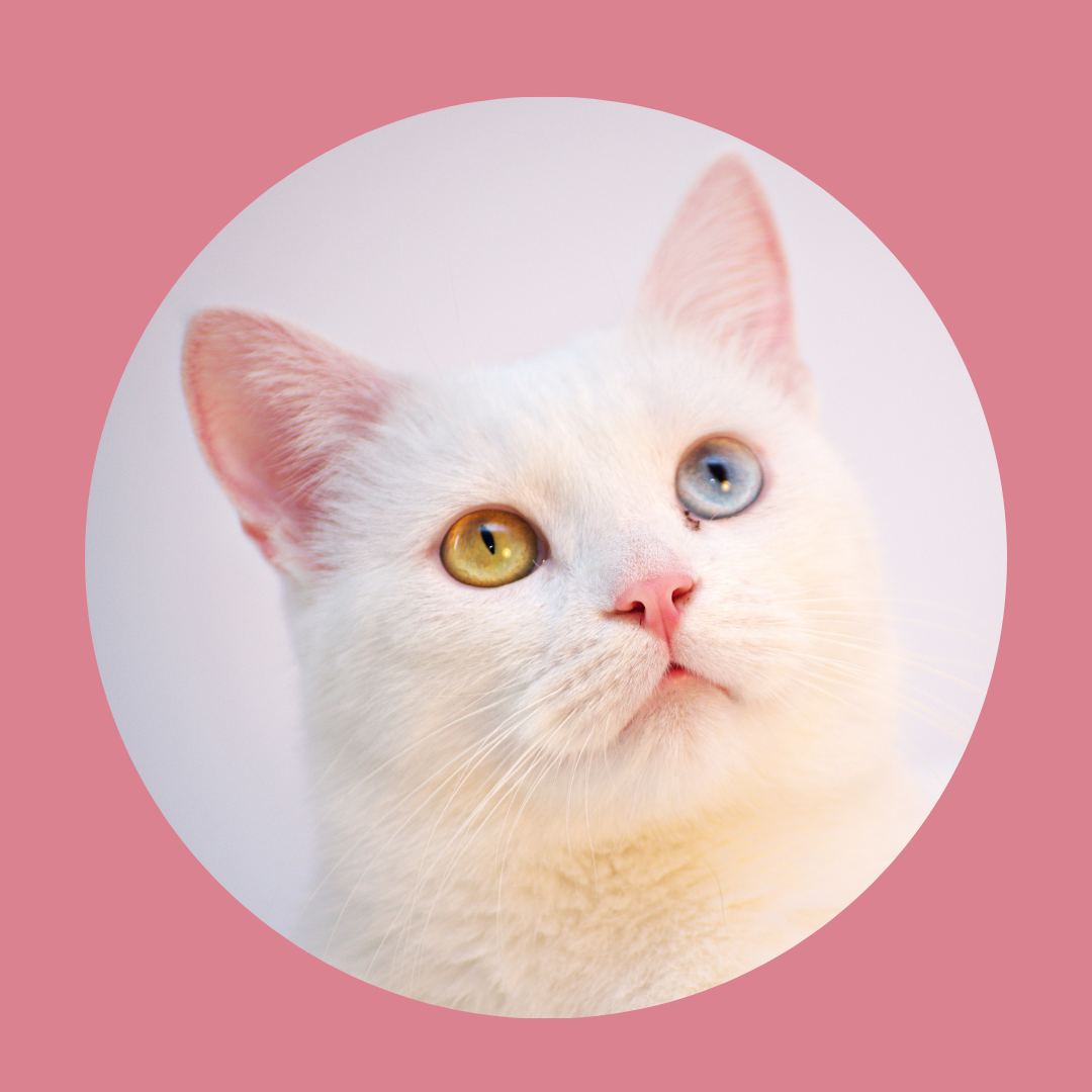 【Bioliob/ビオリオーブ】キャット ホワイトフィッシュ・ディッシュ 80g