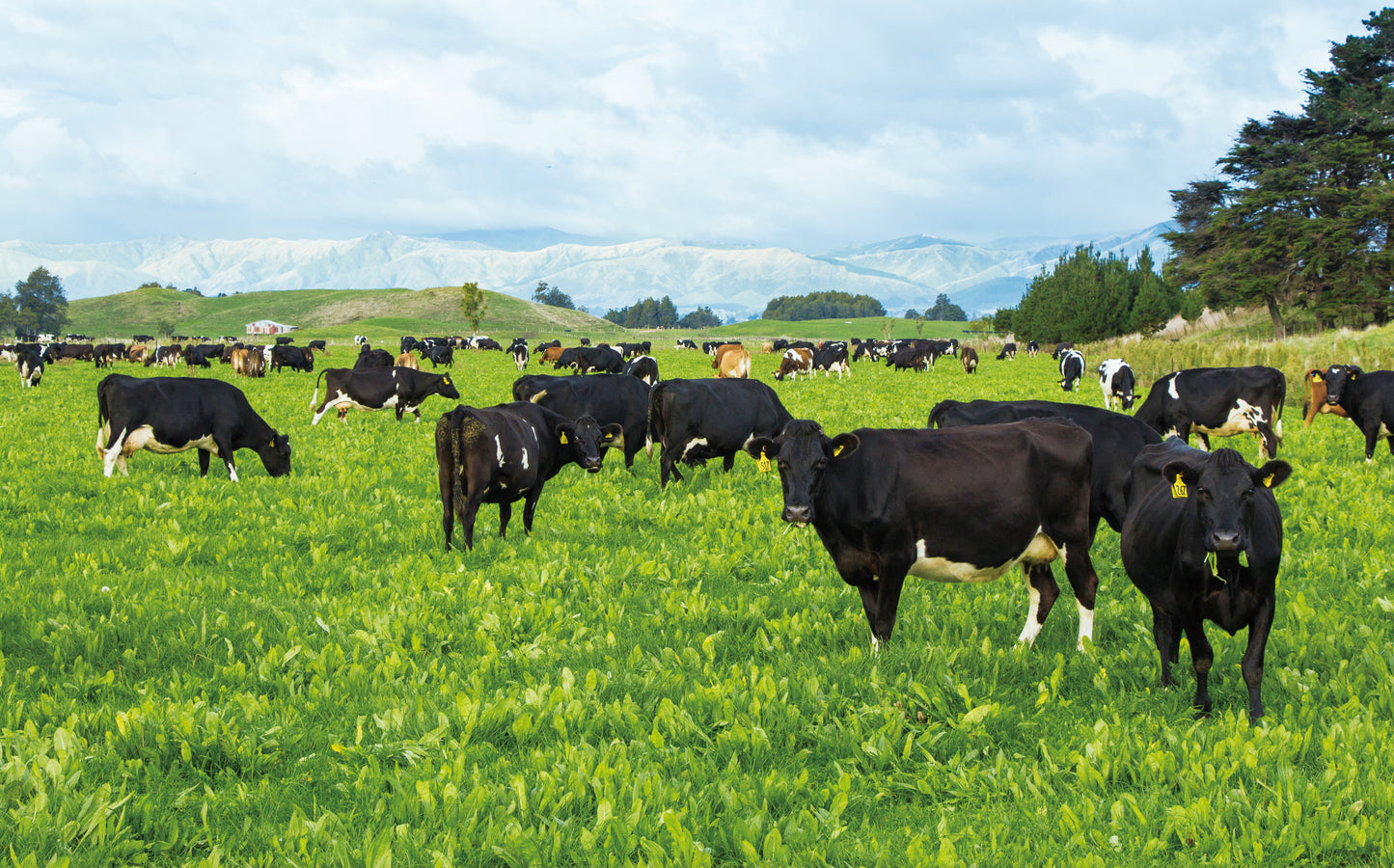 【KiaOra】DOG  ドッグフード グラスフェッドビーフ&レバー(2.5kg)≪送料無料≫※お取り寄せ可能