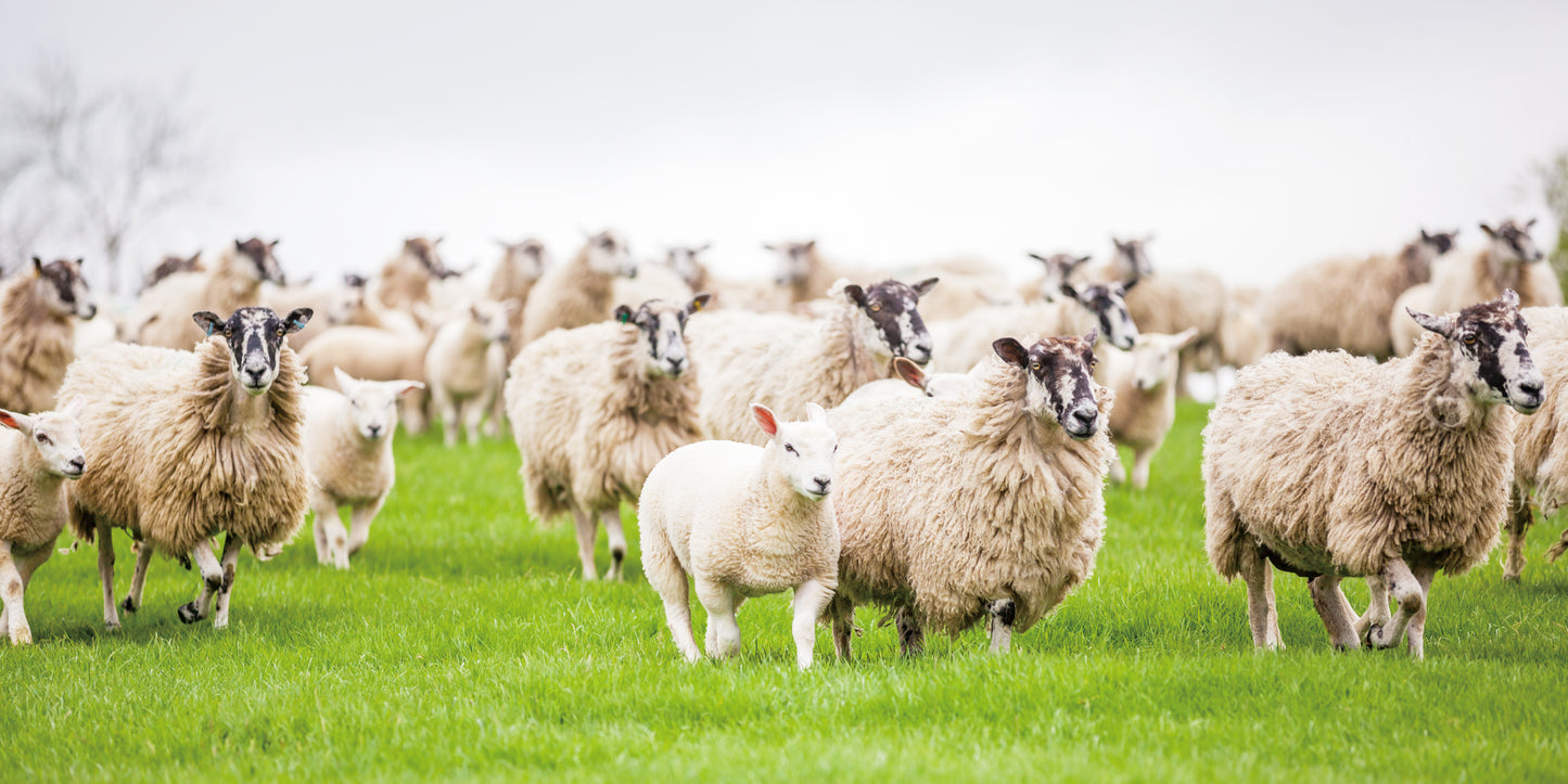 【kiaOra】DOG ドッグフード ラム&サーモン2.7kg ≪送料無料≫