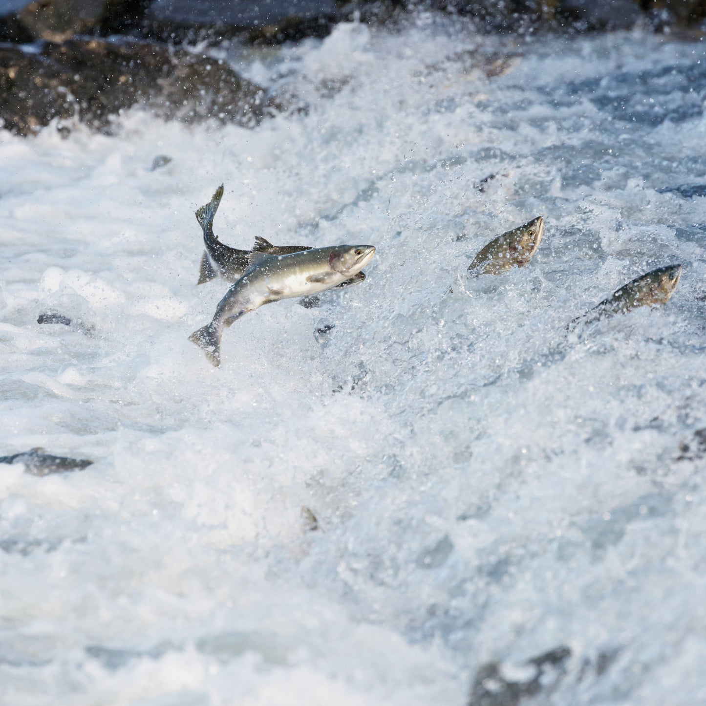 【kiaOra】DOG ドッグフード ラム&サーモン2.7kg ≪送料無料≫