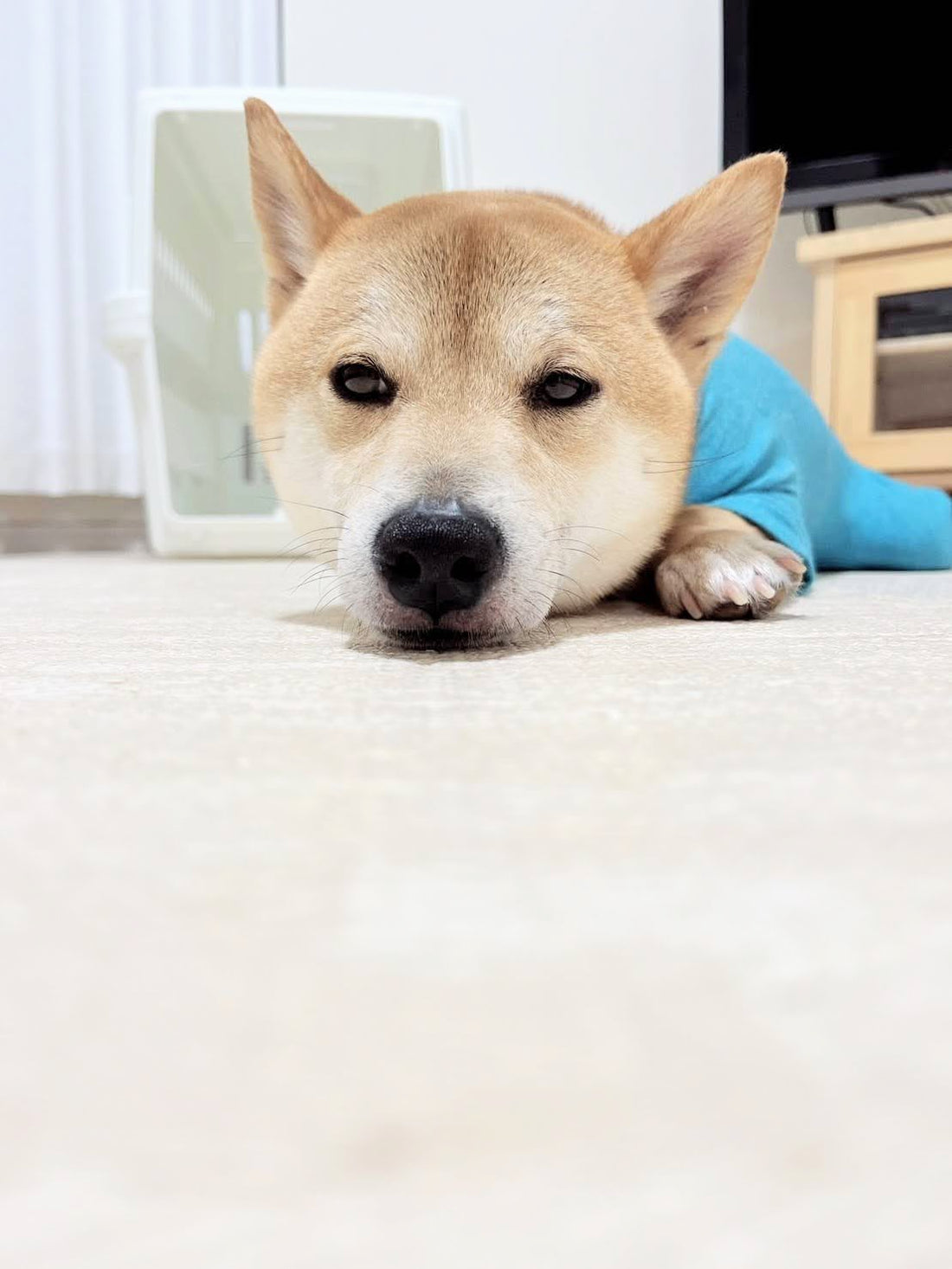 10月は「犬・猫を正しく飼う」強調月間です