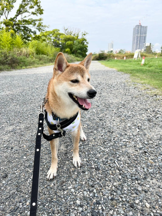 地域ボランティアに登録しました！