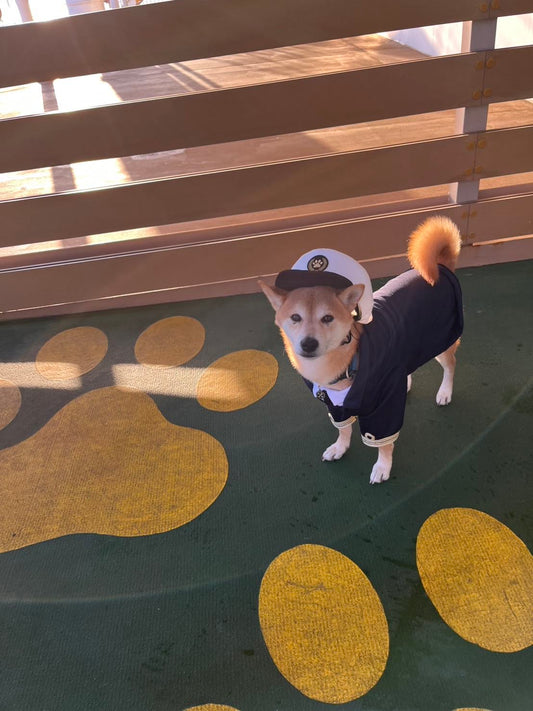 【さんふらわあ】ハルノ店長とフェリーで鹿児島県の旅①