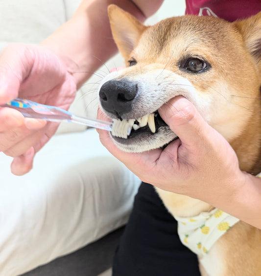 歯磨きで愛犬の健康寿命を延ばす！歯磨き「しない」リスク３選