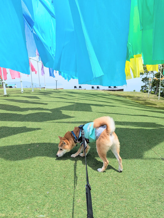 犬にとっての散歩のメリット５選＆散歩嫌い克服のステップ(*^_^*)