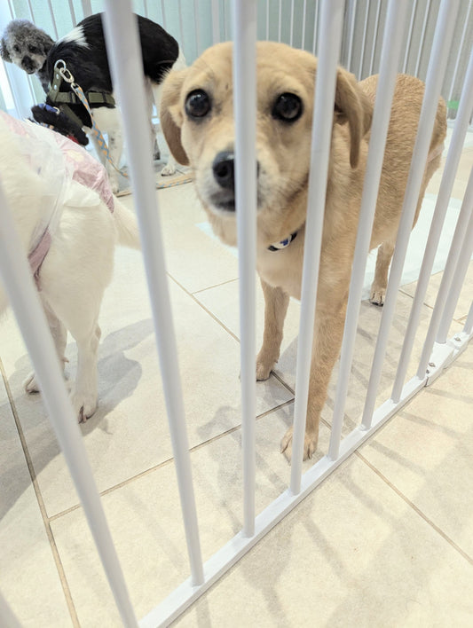 【寄付のご報告】動物保護団体等に寄付致しました(*^_^*)