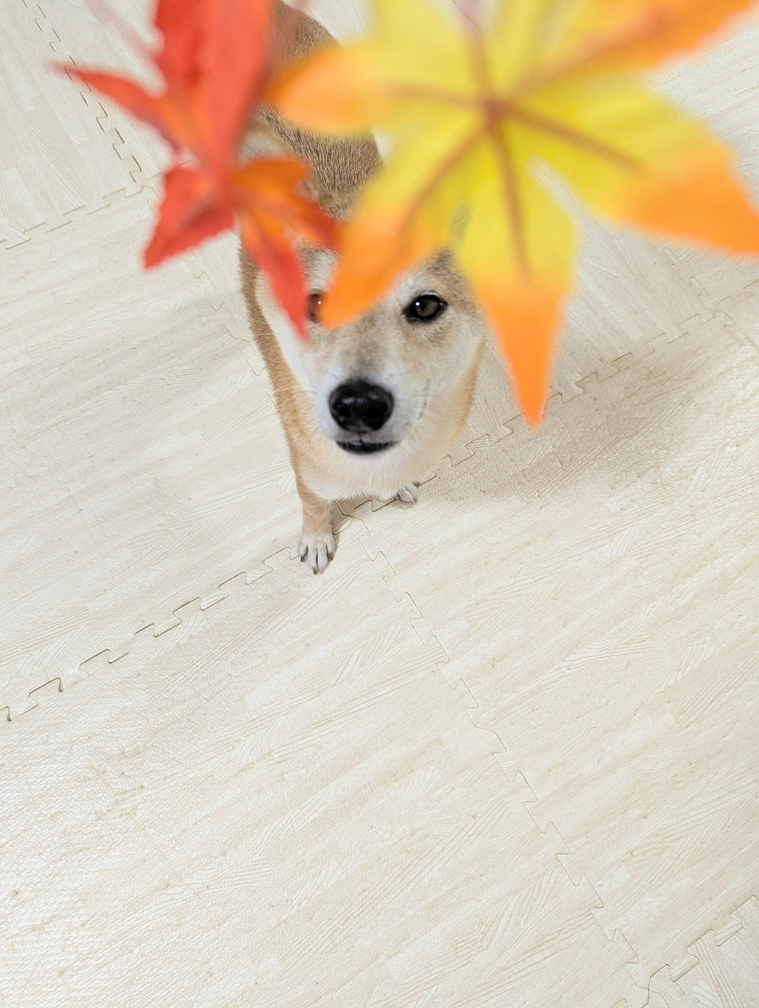 犬も風邪をひく？愛犬の「風邪症状」に効果的な食事とは？