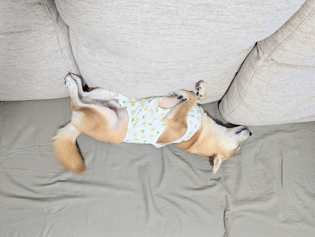 受けていますか？愛犬も人も「定期健康診断」