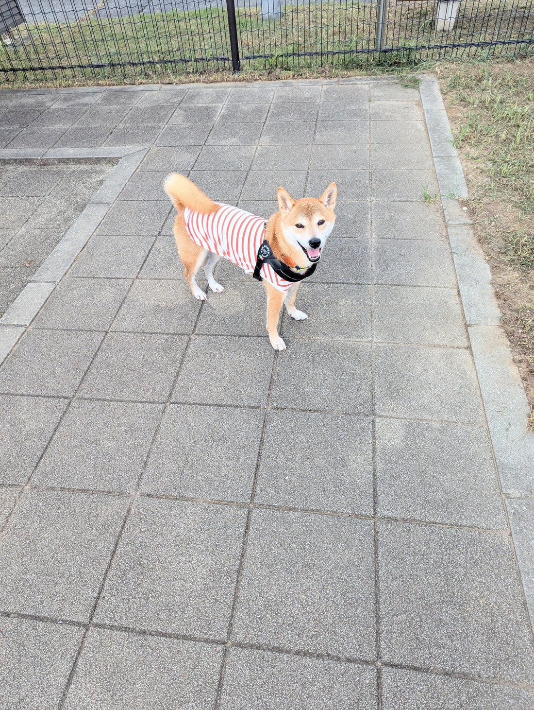 犬の「肥満」によるリスク5選。対策ポイントやチェック方法など