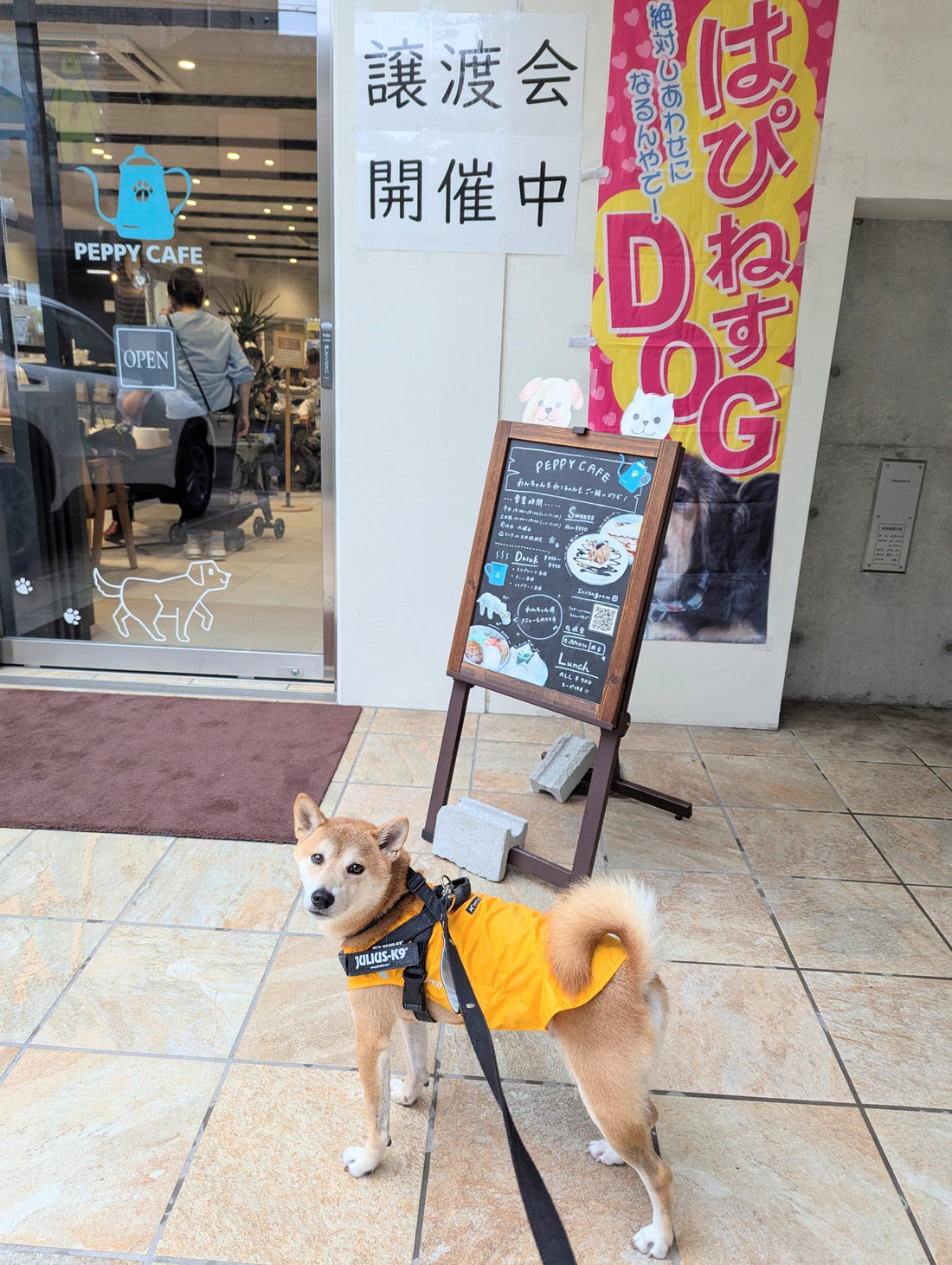 【譲渡会】はぴねすＤＯＧの譲渡会in PEPPY CAFEに行ってきました(^^ゞ