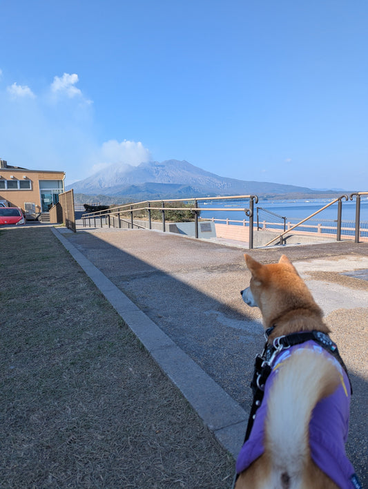 ②【ハルノ店長とフェリーで鹿児島県の旅】２日目：桜島～霧島神宮
