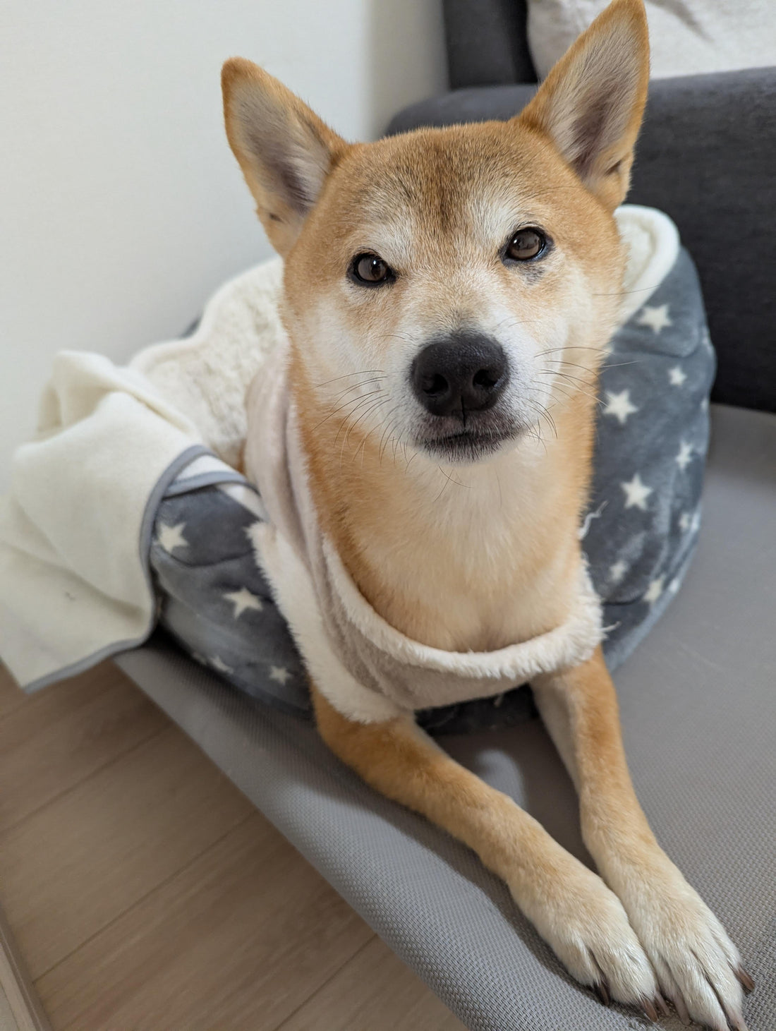 考えていますか？何かあった時の「愛犬の行く末」