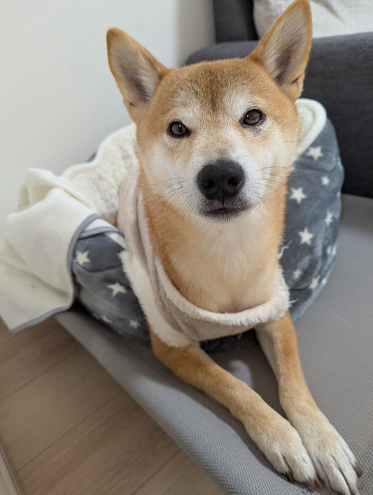 考えていますか？何かあった時の「愛犬の行く末」