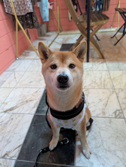 久しぶりに淡路島に行ってきました(^^♪②伊弉諾神宮～ニジゲンノモリ