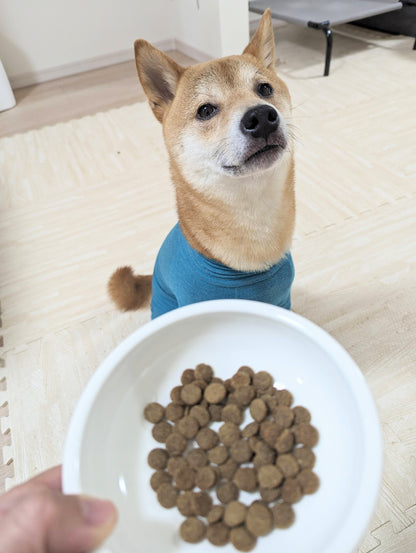 【KiaOra】DOG　ラム＆レバー（2.5kg）《送料無料》