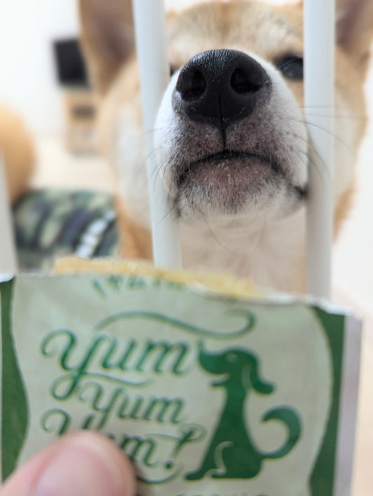 ★10％OFF★【yum yum yum！】 ジュレ仕立て かつお（30g）